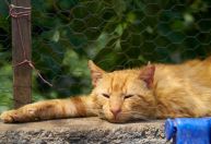 Entenda quando o miado rouco ou silencioso do gato é uma emergência