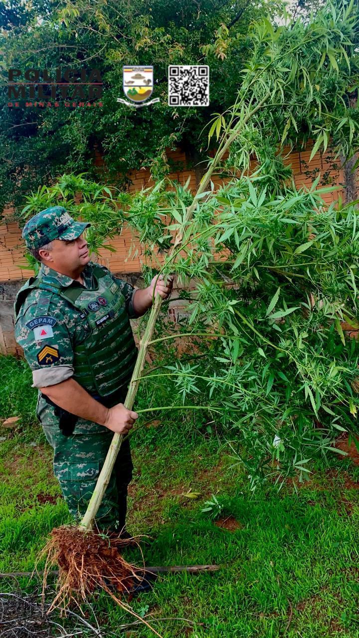PM de Meio Ambiente apreende plantação de maconha