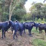 Pecuaristas do Sul de Minas investem em fertilização in vitro
