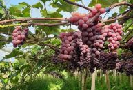 Clima favorece safra de uva no RS e eleva qualidade da matéria-prima