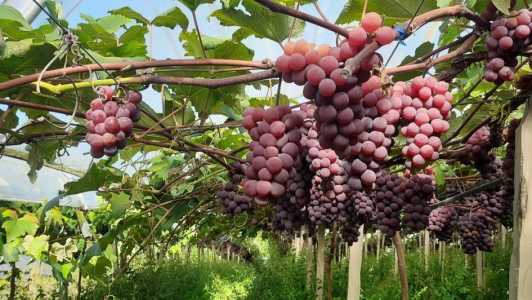 Uvas do RS