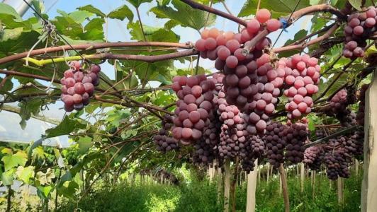 Uvas do RS