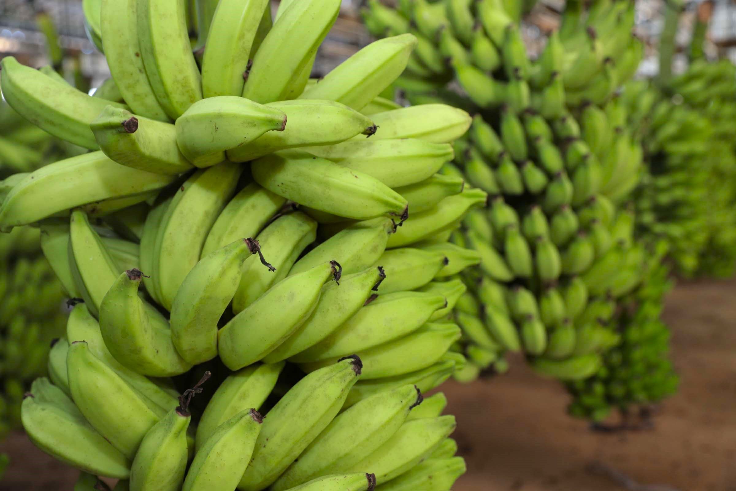 Frutifica Minas chega a cidades do Sul de Minas nesta semana