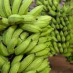 Frutifica Minas chega a cidades do Sul de Minas nesta semana