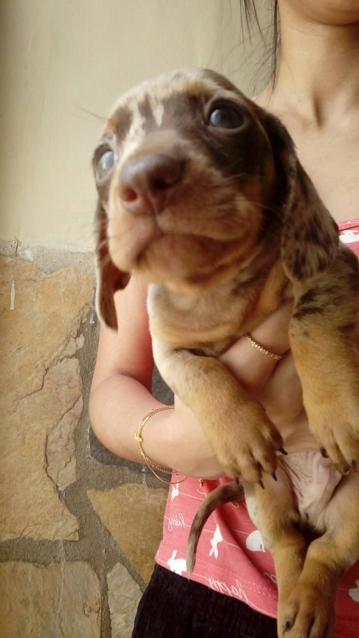 Emergências com pets são atendidas gratuitamente neste feriado em Pouso Alegre