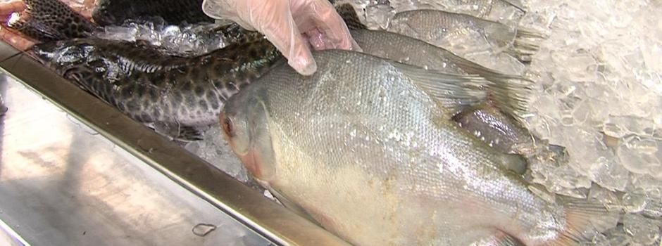 Consumidores devem ficar atentos ao comprar peixes