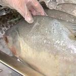 Consumidores devem ficar atentos ao comprar peixes