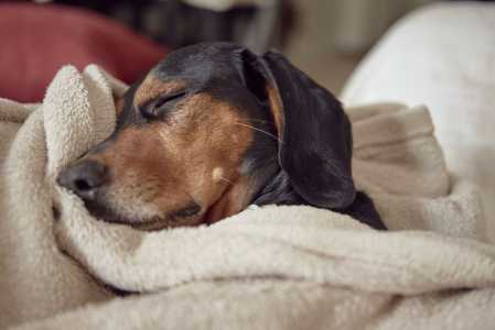 Onde é o melhor lugar para o seu cachorro dormir no frio?