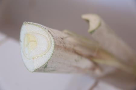 Palmito Juçara