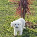 Raças pequenas que não soltam pelo: mitos e verdades sobre os pets 'hipoalergênicos'