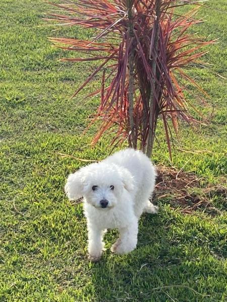 Paradas no trajeto podem ajudar a deixar os animais mais calmos.