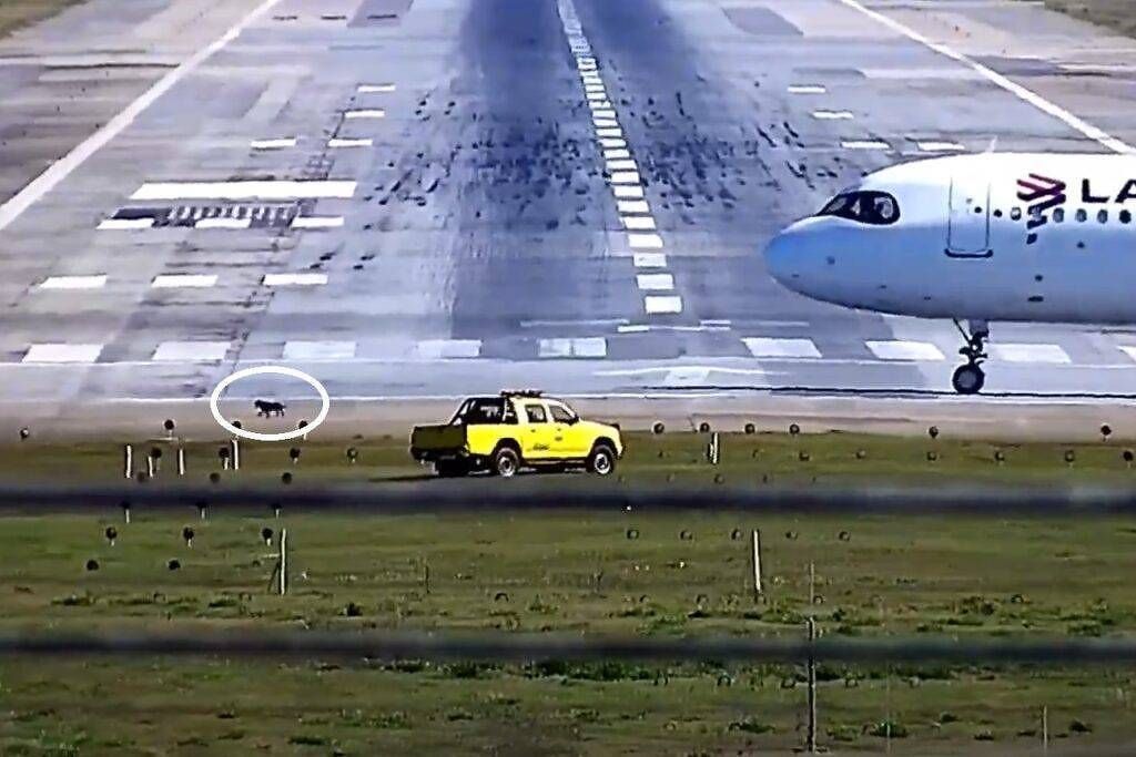 Cachorro invade pista e paralisa operações no aeroporto de Guarulhos em SP