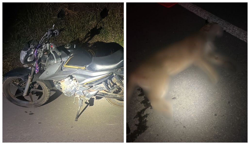 Motociclista fica ferido após atropelar onça em rodovia no Sul de Minas