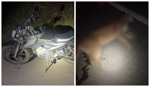 Corpo do animal foi recolhido pelo órgão municipal.