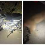 Motociclista fica ferido após atropelar onça em rodovia no Sul de Minas