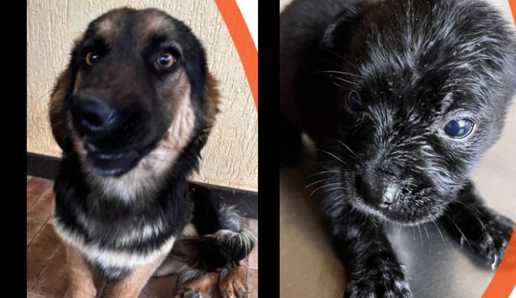 Projeto “Me Adota” busca famílias para animais resgatados na BR-381