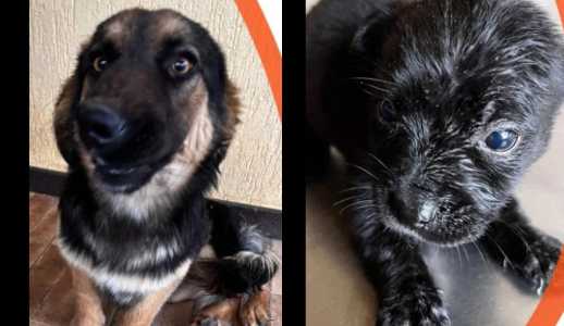 Cães passaram por avaliação veterinária e aguardam famílias responsáveis.