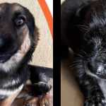 Projeto “Me Adota” busca famílias para animais resgatados na BR-381