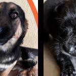 Projeto “Me Adota” busca famílias para animais resgatados na BR-381