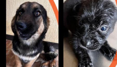 Cães passaram por avaliação veterinária e aguardam famílias responsáveis.