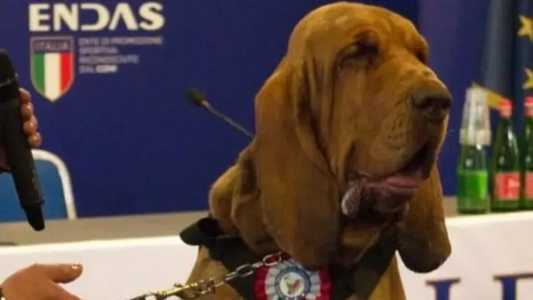 Bruno, cão farejador morto na Itália