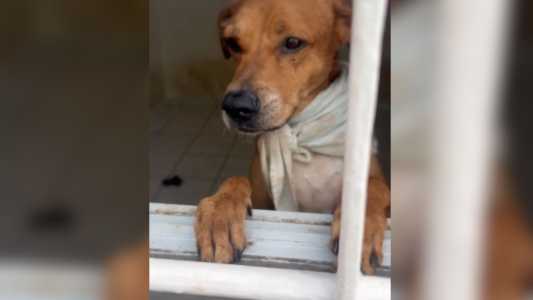 Operação contra maus tratos resgata 68 animais em São Paulo | CNN Brasil