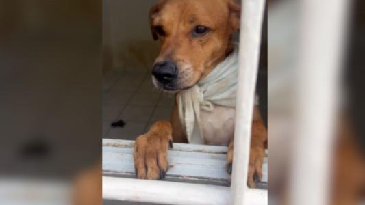 Operação contra maus tratos resgata 68 animais em São Paulo | CNN Brasil