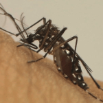 SES-MG confirma morte por dengue em Monte Santo de Minas