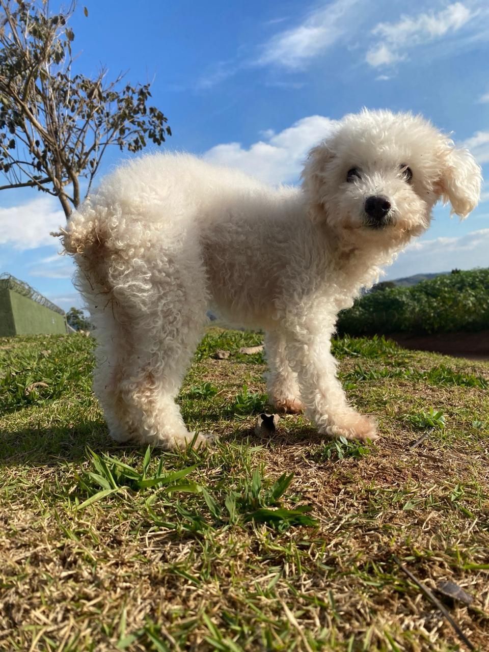 Varginha: Quase mil animais foram vacinados contra a raiva neste domingo