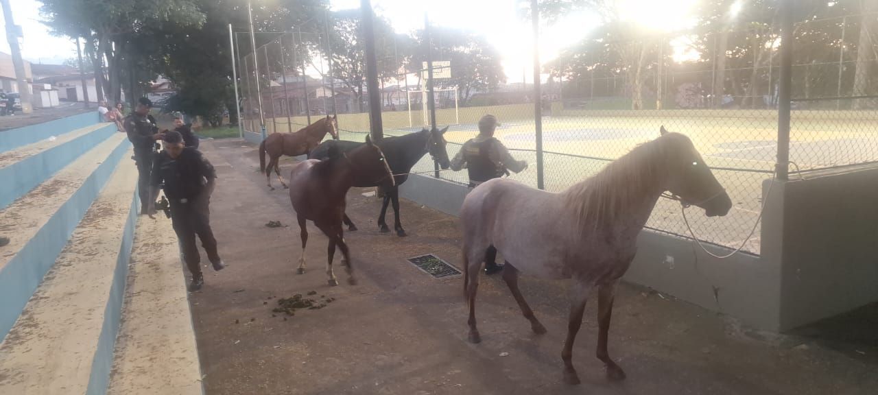 Cavalos pastam em praça de Varginha