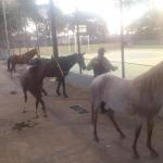 Cavalos pastam em praça de Varginha