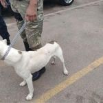 Guarda Municipal de Varginha registra ataques de pitbulls em dois bairros