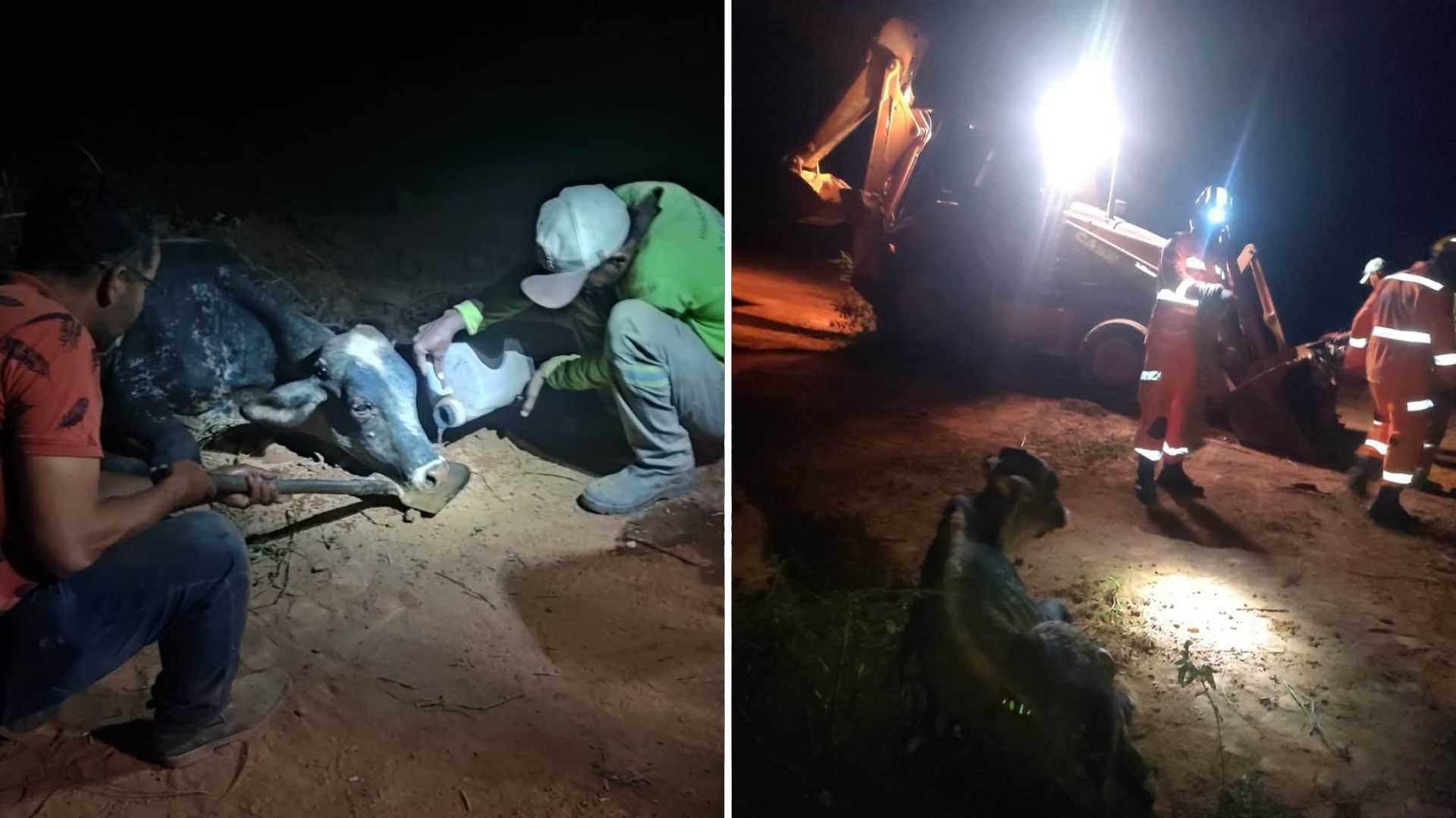 Bezerro preso em buraco é resgatado com retroescavadeira em MG