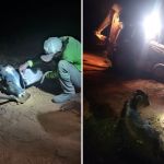 Bezerro preso em buraco é resgatado com retroescavadeira em MG