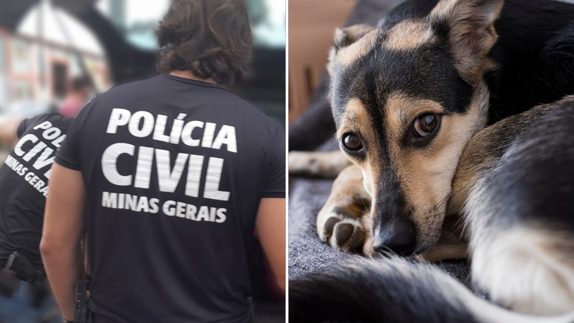Polícia investiga maus-tratos em morte de cachorro que caiu de prédio em MG