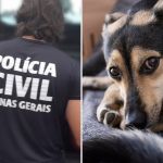 Polícia investiga maus-tratos em morte de cachorro que caiu de prédio em MG