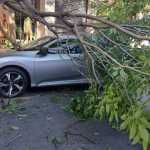 Galho de árvore de grande porte cai sobre carro no Centro de Belo Horizonte