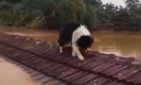 Chuva no RS: vídeo mostra cãozinho Fred resgatado de telhado de casa em meio a enchente