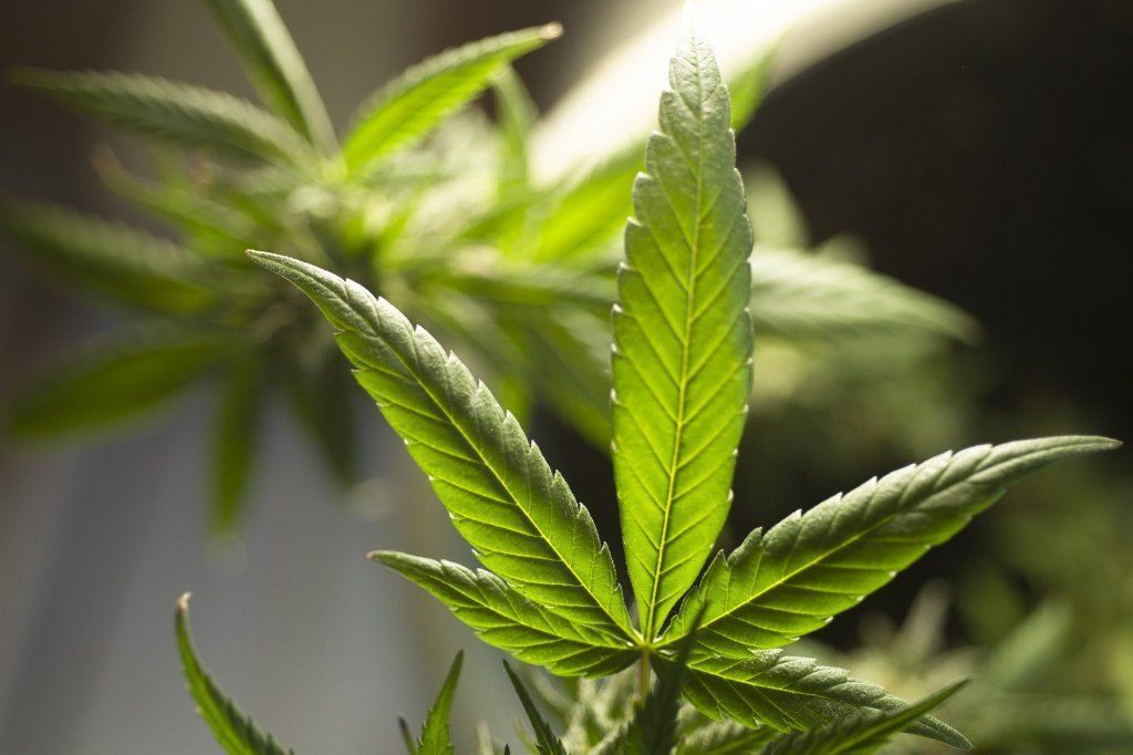 Tire suas dúvidas sobre a decisão do STF que descriminaliza o porte de maconha