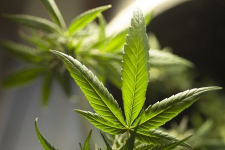 Entenda como está o julgamento sobre descriminalização da maconha, que o STF retoma na quarta | CNN Brasil