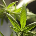Advogado analisa decisão do STF que descriminaliza porte de maconha para uso pessoal