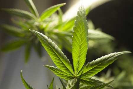 Entenda como está o julgamento sobre descriminalização da maconha, que o STF retoma na quarta | CNN Brasil