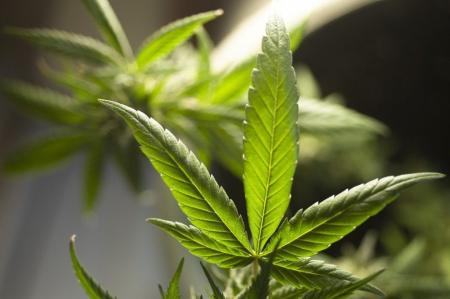 Entenda como está o julgamento sobre descriminalização da maconha, que o STF retoma na quarta | CNN Brasil