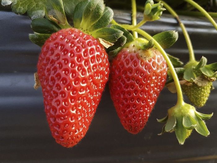 Produtores participantes são de várias regiões do Estado.