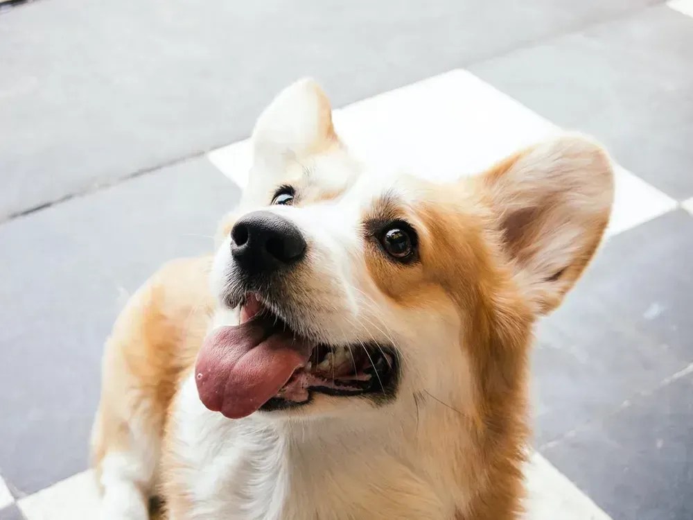 Como entreter e brincar com cães idosos