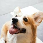 Cachorros da realeza: conheça os cães da raça Corgi, os favoritos da rainha Elizabeth II