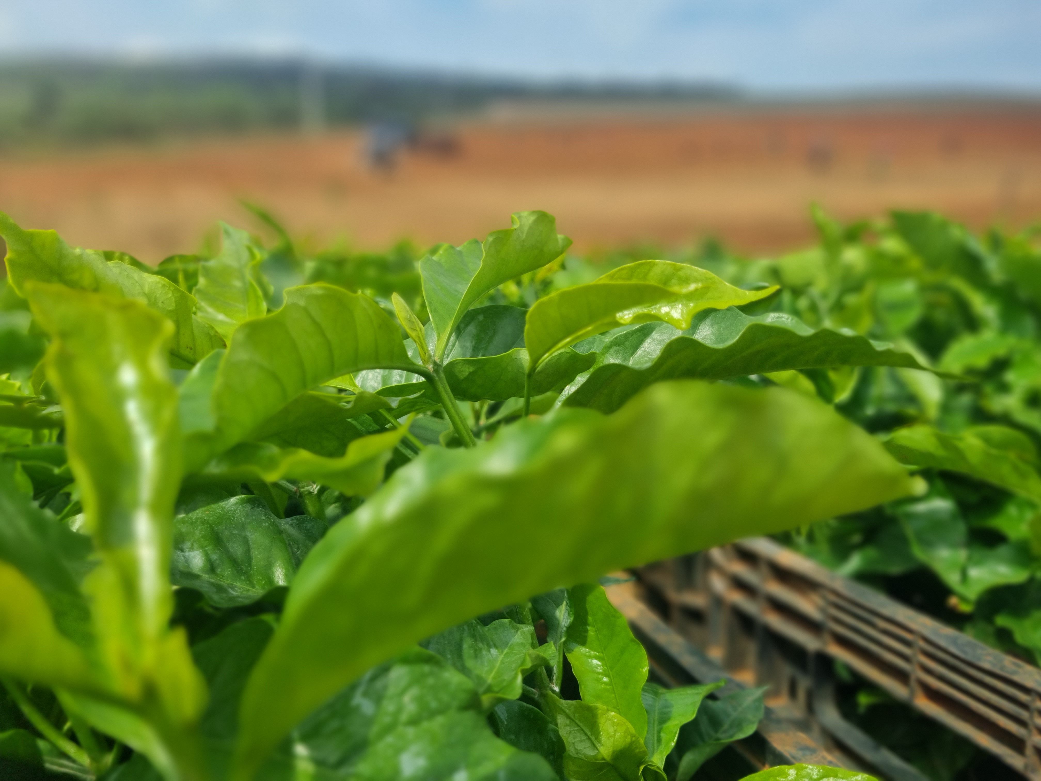 PIB: agro perde protagonismo para a indústria e o consumo interno; entenda