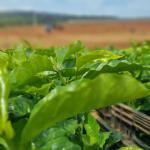 PIB: agro perde protagonismo para a indústria e o consumo interno; entenda