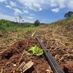 Projeto que cuida da saúde do solo beneficia 1,8 mil propriedades rurais de MG