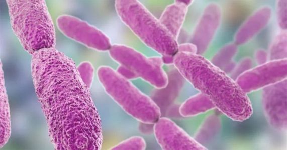 bactéria pneumonia resistente